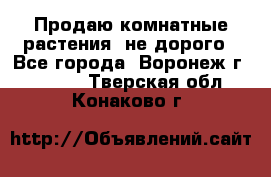 Продаю комнатные растения  не дорого - Все города, Воронеж г.  »    . Тверская обл.,Конаково г.